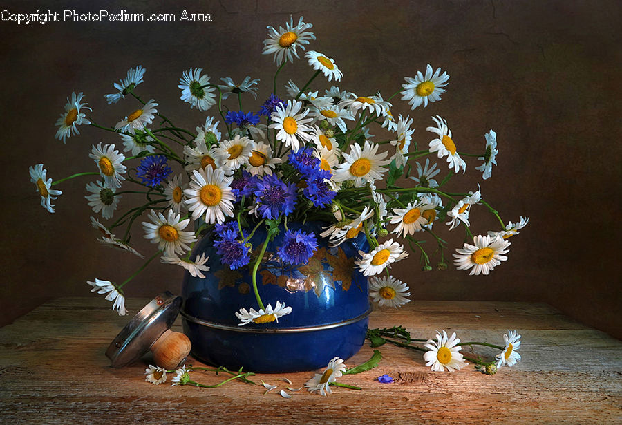 Pot, Pottery, Aster, Blossom, Flower, Plant, Daisies