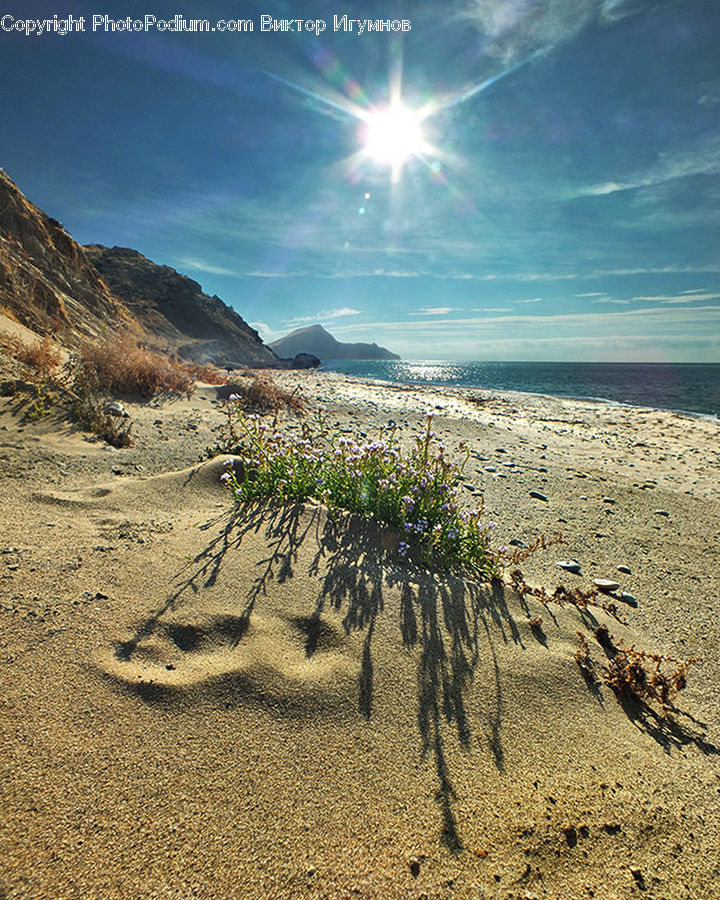 Bird, Quail, Desert, Outdoors, Soil, Dune, Sand