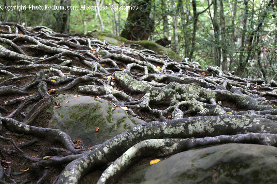 Root, Forest, Vegetation, Conifer, Fir, Plant, Tree