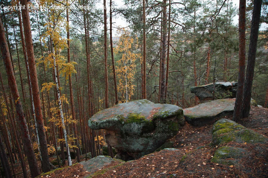 Forest, Vegetation, Grove, Land, Outdoors, Conifer, Fir