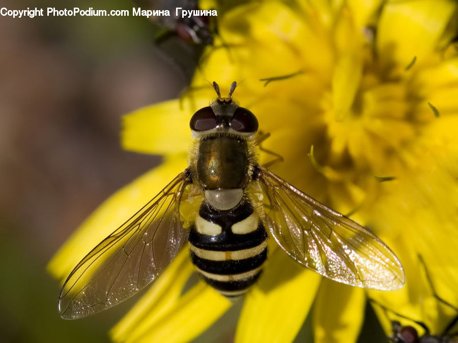 Bee, Insect, Invertebrate, Hornet, Wasp, Apidae, Bumblebee