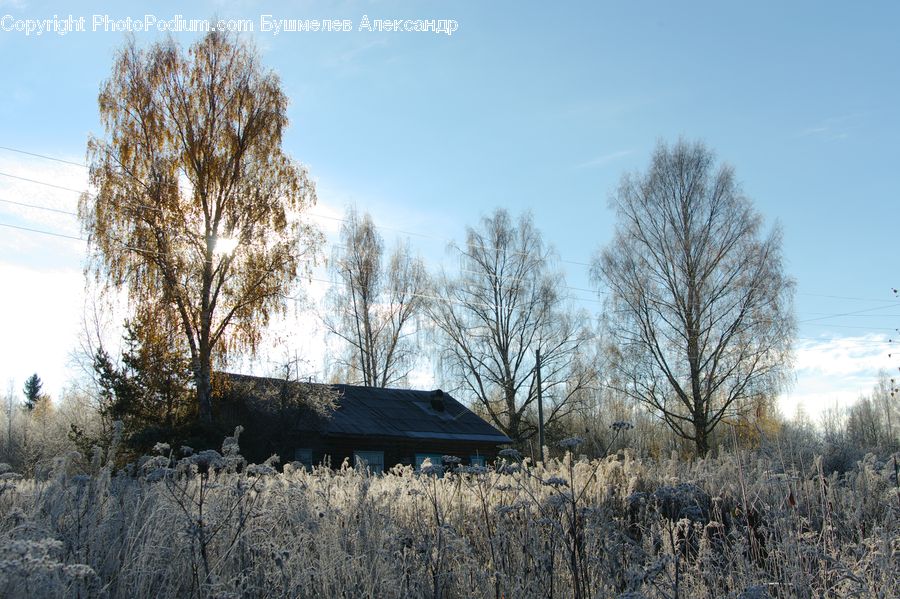 Building, Cottage, Housing, Field, Grass, Grassland, Plant