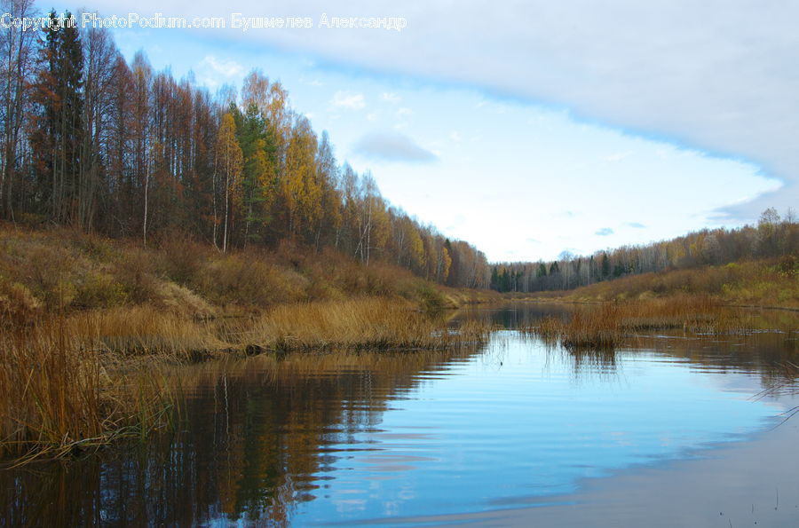 Lake, Outdoors, Water, Land, Marsh, Swamp, Pond