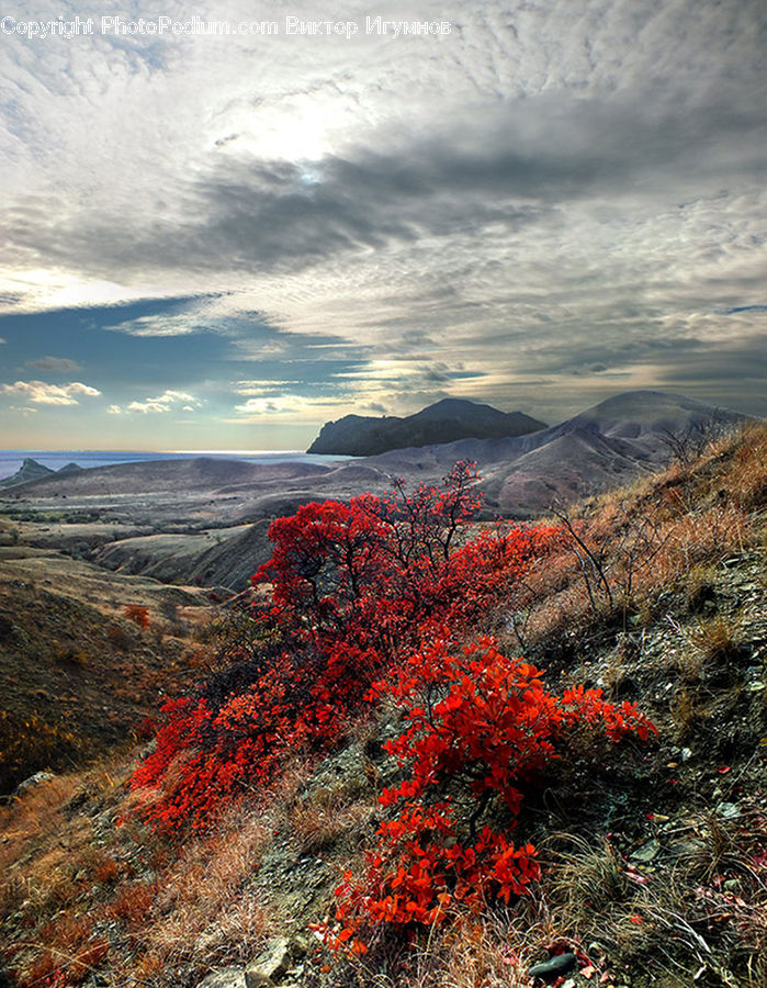 Landscape, Nature, Scenery, Bush, Plant, Vegetation, Land