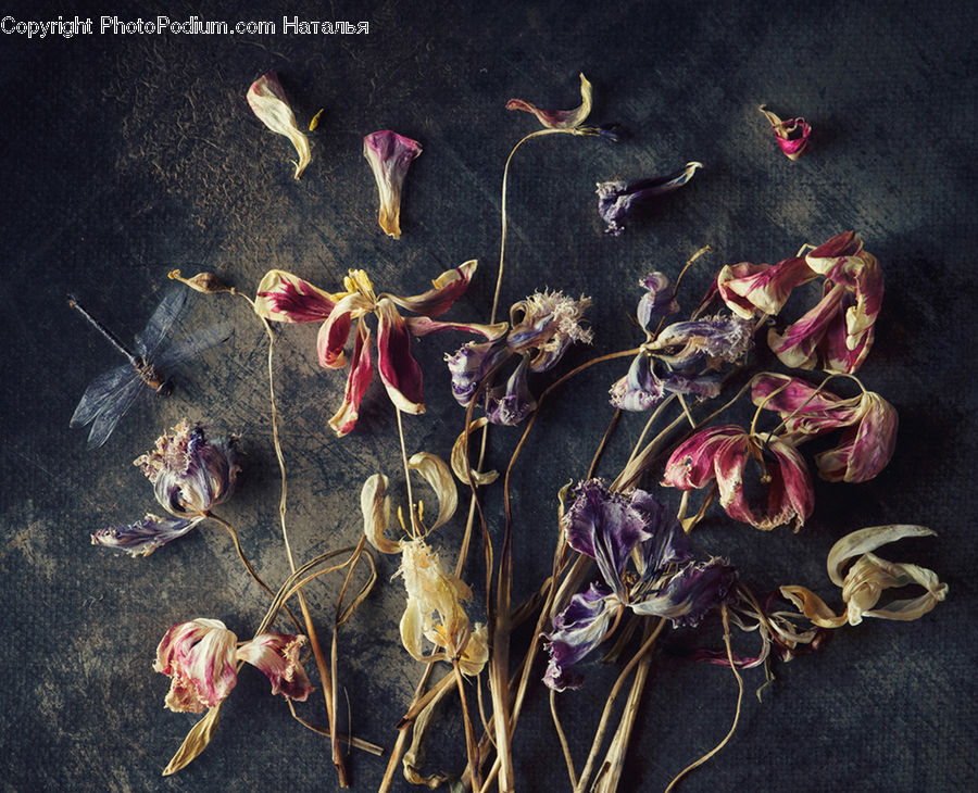 People, Person, Human, Garlic, Plant, Bait, Fishing Lure