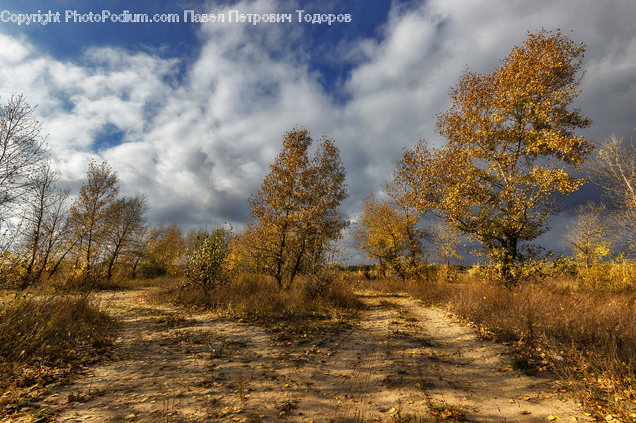 Dirt Road, Gravel, Road, Conifer, Larch, Tree, Wood