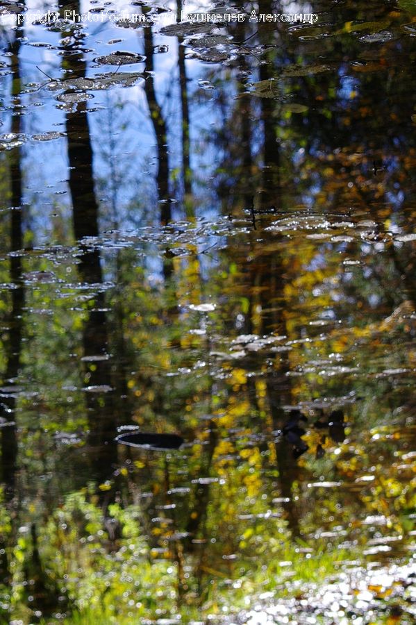 Outdoors, Pond, Water, Ripple, Algae, Birch, Tree