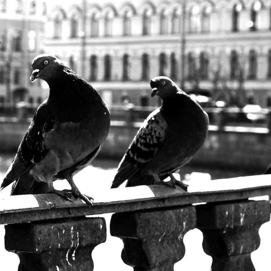Bird, Pigeon