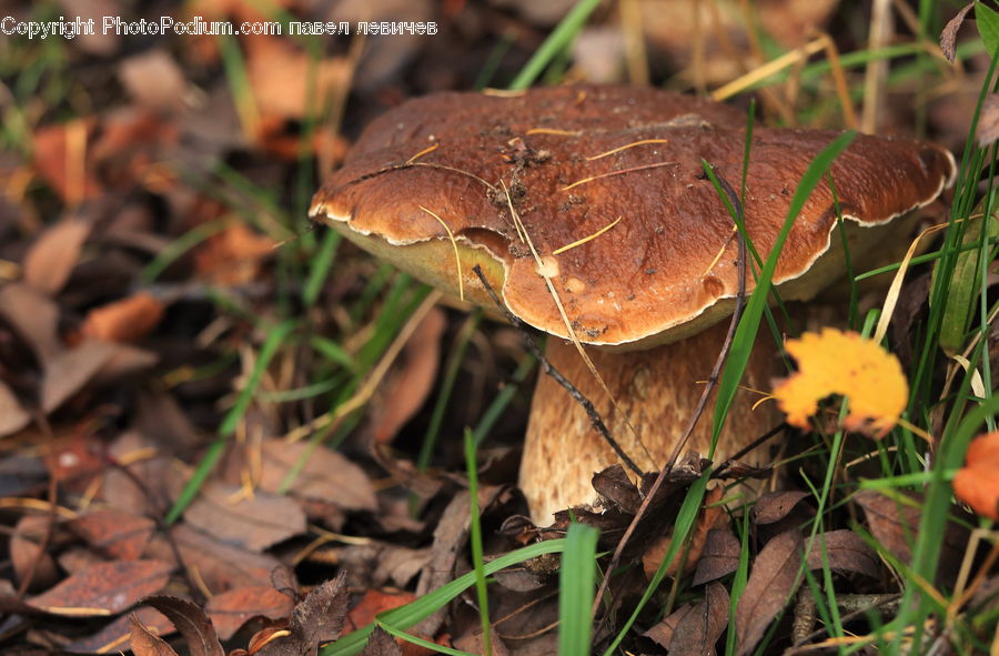 Agaric, Amanita, Fungus, Mushroom, Plant, Rust, Blossom