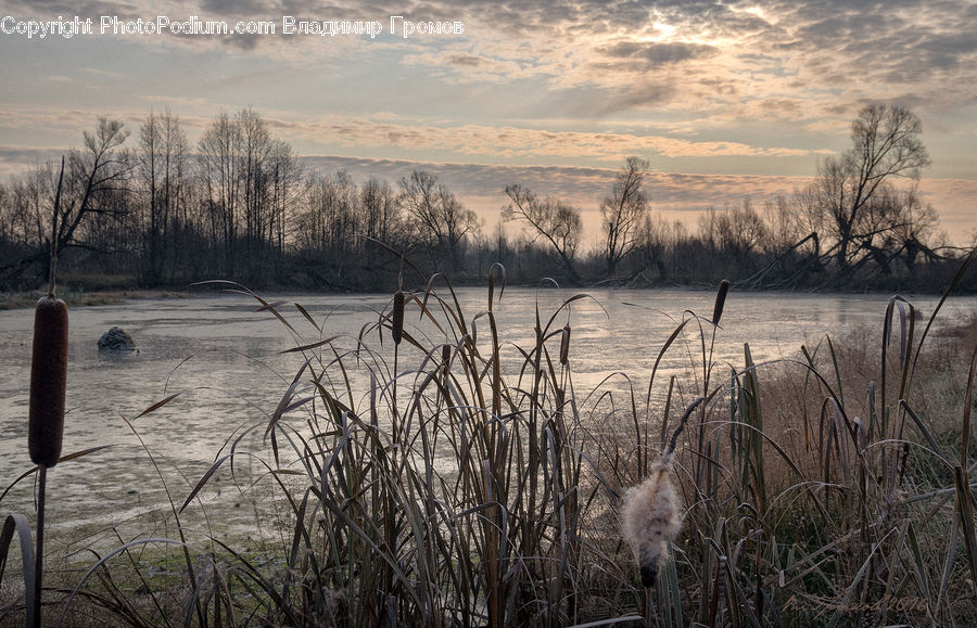 Plant, Tree, Grass, Reed, Field, Grassland, Flood