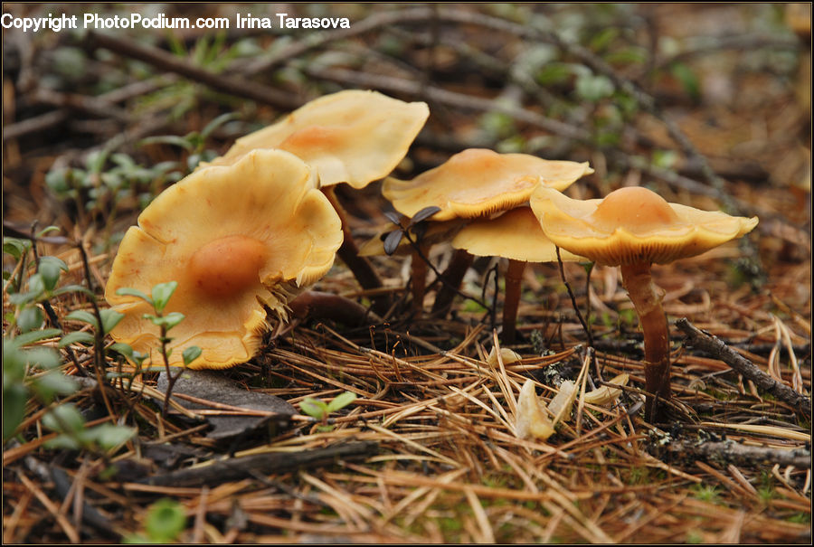 Agaric, Amanita, Fungus, Mushroom, Plant