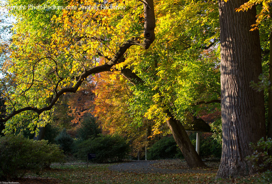 Oak, Tree, Wood, Plant, Forest, Grove, Land