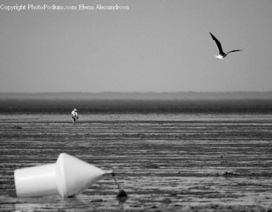 Bird, Seagull, Kite Bird, Outdoors, Sea, Water, Harrier