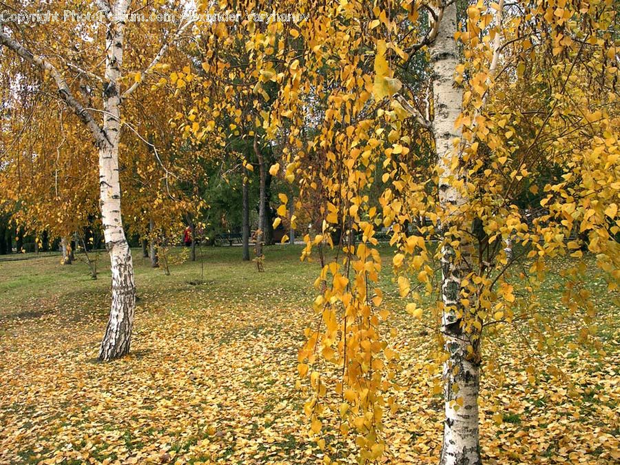 Birch, Tree, Wood