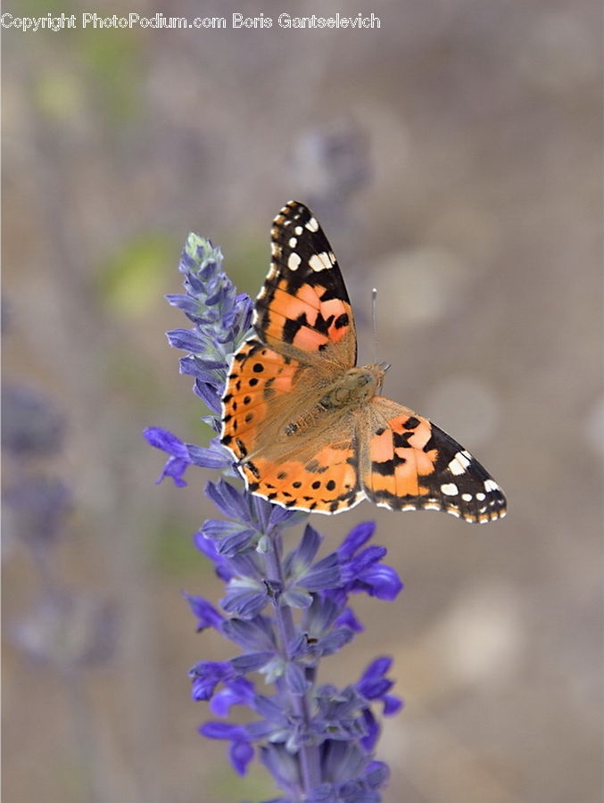 Butterfly, Insect, Invertebrate, Lavender, Plant, Flora, Pollen