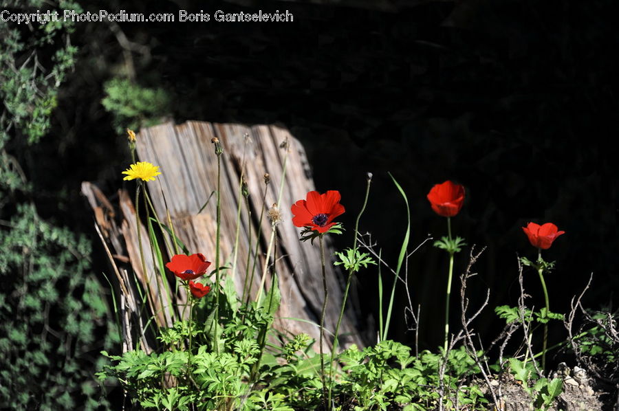 Herbs, Parsley, Plant, Vine, Blossom, Flora, Flower