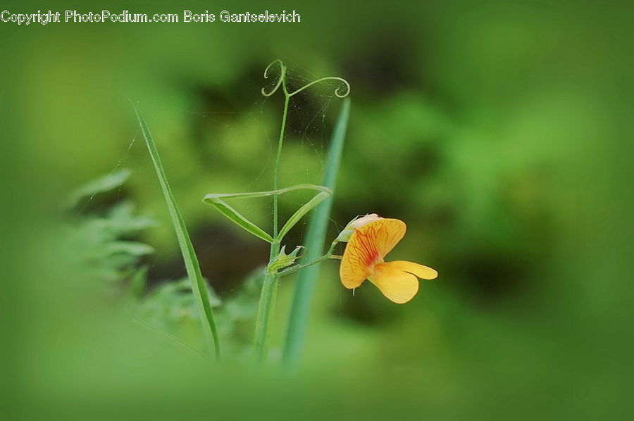 Blossom, Flora, Flower, Geranium, Plant, Cosmos, Lily