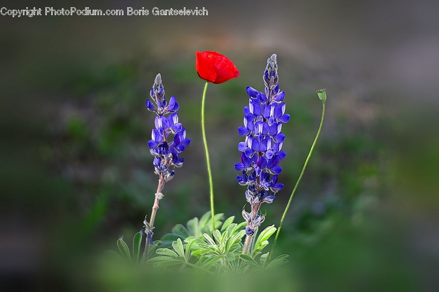 Flower, Lupin, Plant, Blossom, Flora, Geranium, Fiber