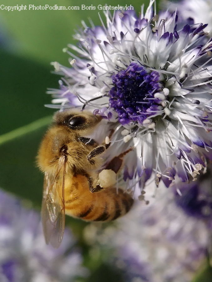 Bee, Insect, Invertebrate, Flora, Pollen, Aster, Blossom