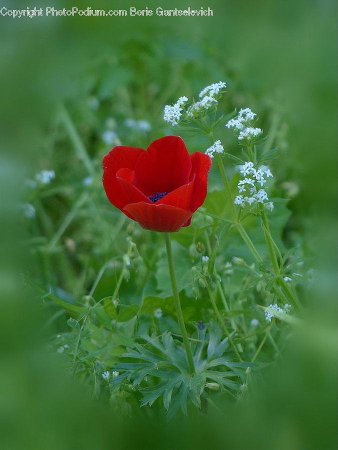 Blossom, Flora, Flower, Plant, Poppy, Geranium, Tulip