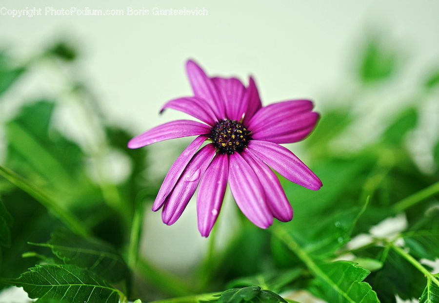 Blossom, Flora, Flower, Geranium, Plant, Cosmos, Daisies