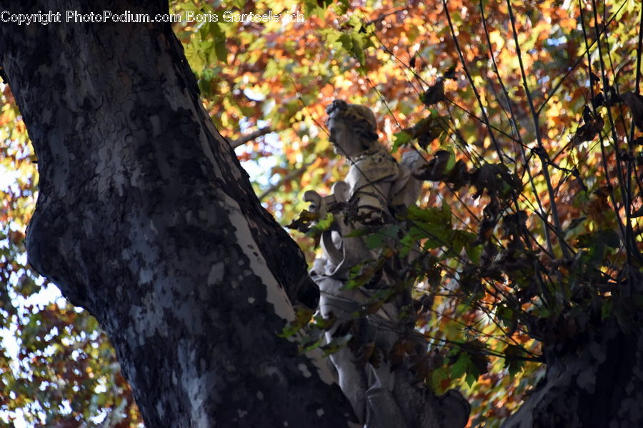 Ivy, Plant, Vine, Birch, Tree, Wood, Animal