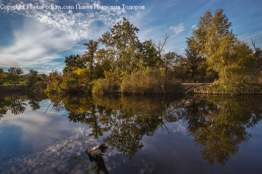 Outdoors, Pond, Water, Conifer, Fir, Plant, Tree