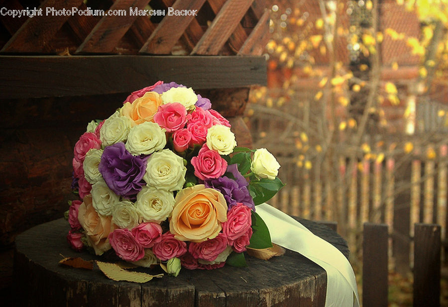 Blossom, Flower, Plant, Rose, Flower Arrangement, Flower Bouquet, Floral Design