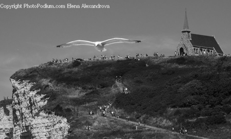 Bird, Seagull, Architecture, Church, Worship, Building, Cottage