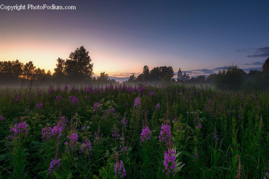 Lavender, Plant, Blossom, Crocus, Flora, Flower, Field