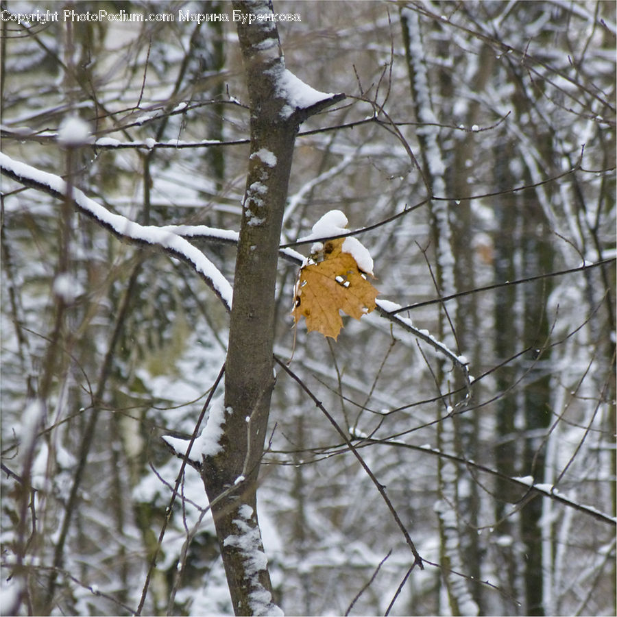 Birch, Tree, Wood, Ice, Outdoors, Snow, Ivy