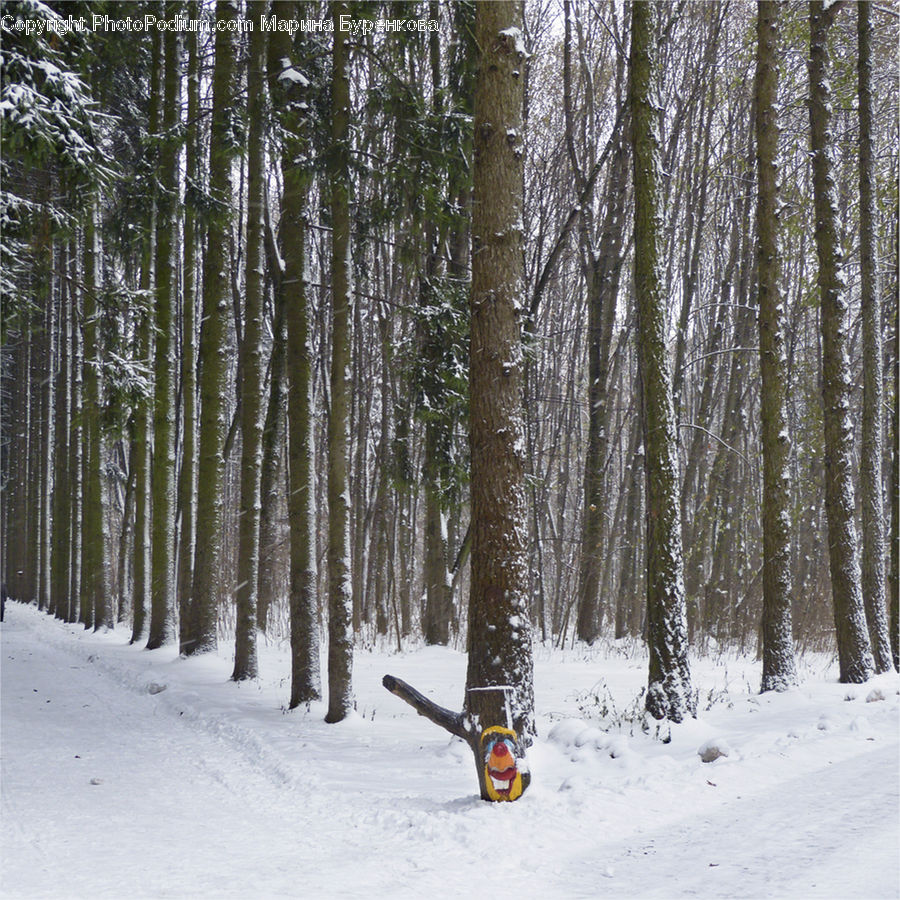 Forest, Vegetation, Birch, Tree, Wood, Grove, Land