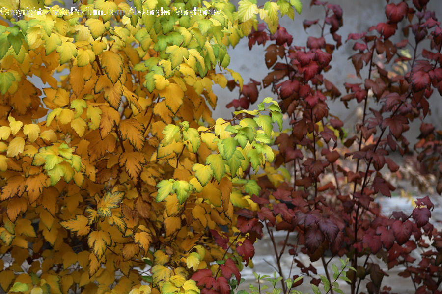 Fruit, Grapes, Flower, Mimosa, Plant, Blossom, Flora