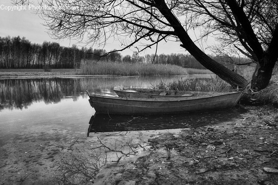 Boat, Rowboat, Vessel, Plant, Tree, Outdoors, Pond