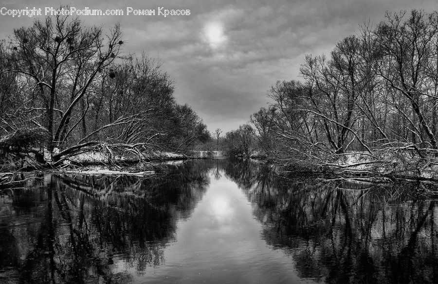 Canal, Outdoors, River, Water, Plant, Tree, Birch