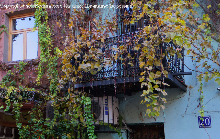 Ivy, Plant, Vine, Balcony, Building, Cottage, Housing