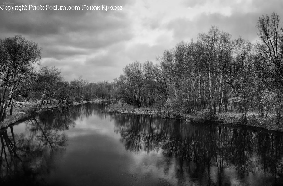 Water, Plant, Tree, Outdoors