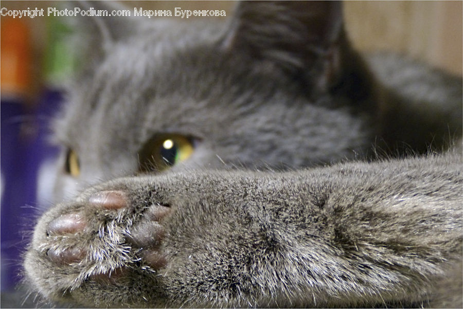 Abyssinian, Animal, Cat, Mammal, Pet, Manx, Kitten