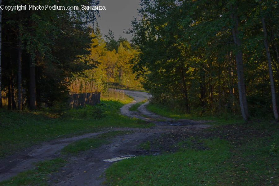 Dirt Road, Gravel, Road, Forest, Vegetation, Conifer, Fir