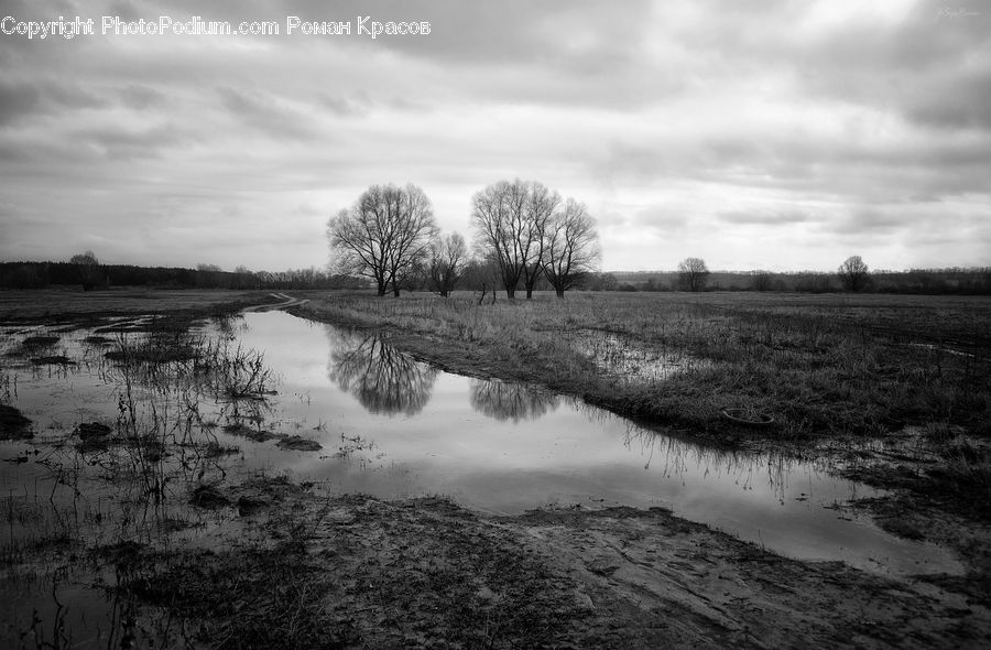 Land, Marsh, Pond, Swamp, Water, Outdoors, Countryside