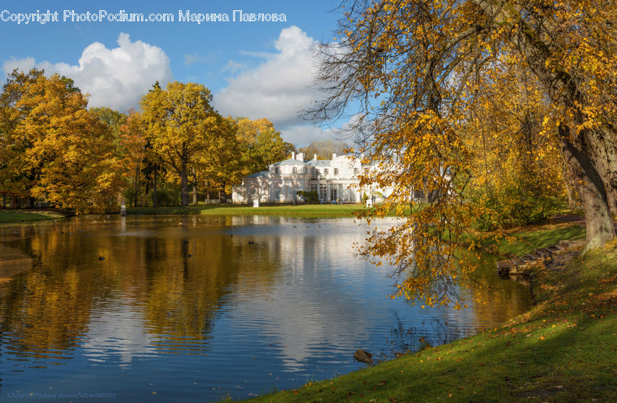 Canal, Outdoors, River, Water, Pond, Birch, Tree