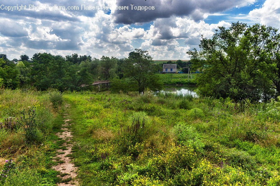 Field, Grass, Grassland, Land, Outdoors, Dirt Road, Gravel