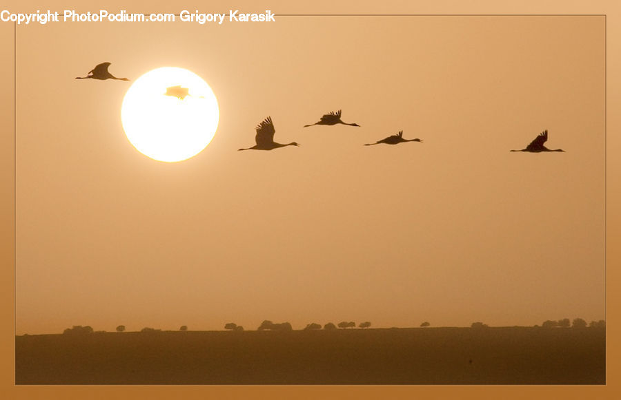 Sun, Bird, Crane Bird, Heron, Flying
