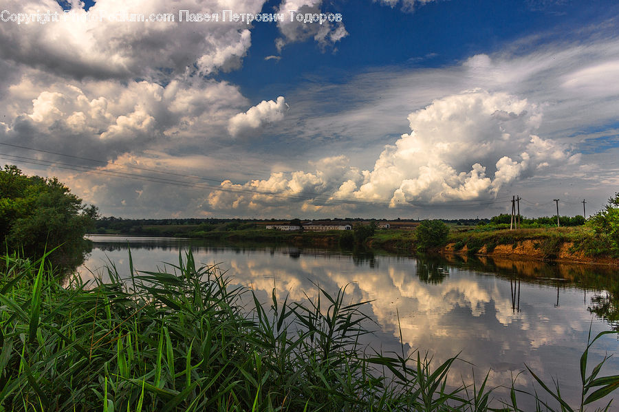 Grass, Plant, Reed, Outdoors, Pond, Water, Cloud