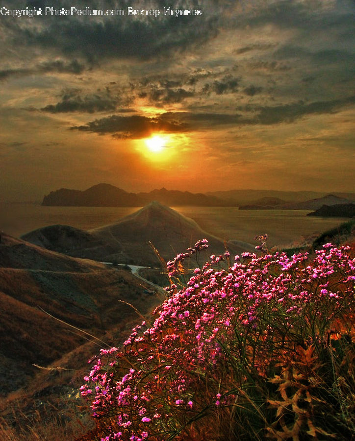 Dawn, Dusk, Sky, Sunrise, Sunset, Bush, Plant