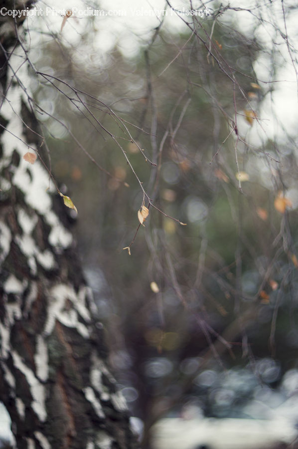 Birch, Tree, Wood, Field, Grass, Grassland, Plant