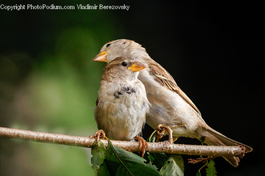 Bird, Sparrow, Finch, Dove, Pigeon, Robin, Canary