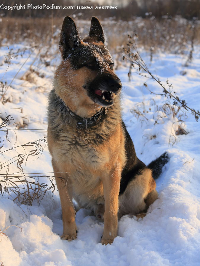 Animal, Canine, Dog, German Shepherd, Mammal, Pet, Coyote