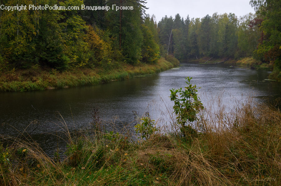 Outdoors, Pond, Water, Plant, Land, Marsh, Swamp