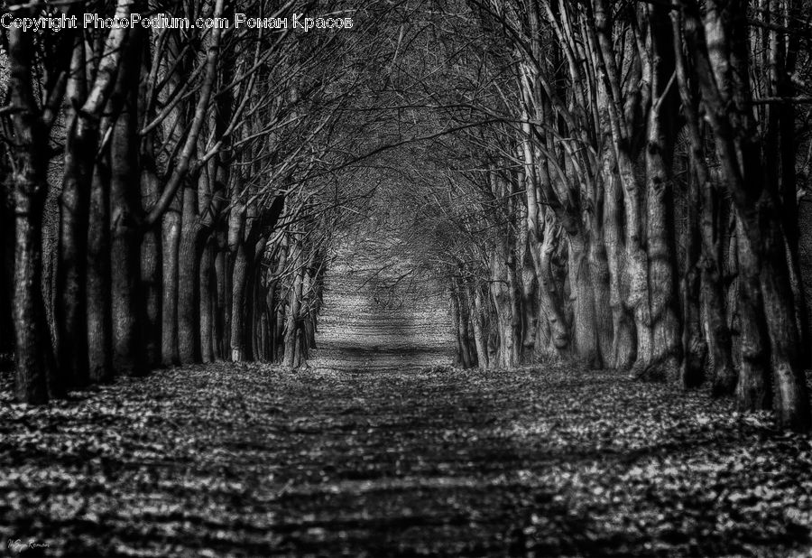 Forest, Vegetation, Grove, Land, Path, Trail, Road